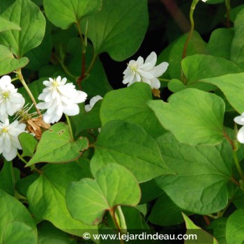 HOUTTUYNIA cordata &#039;Flore Pleno&#039;