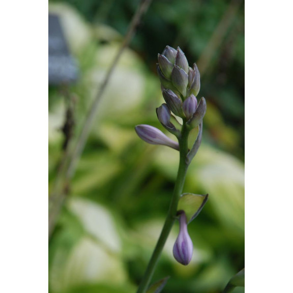 HOSTA 'Captain Kirk'