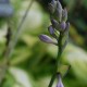 HOSTA 'Captain Kirk'