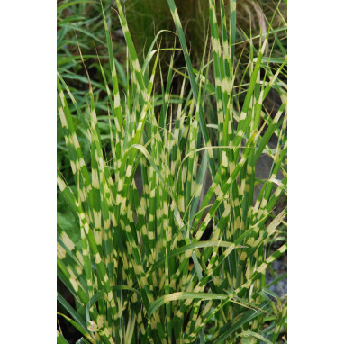 MISCANTHUS sinensis \'Gold Bar\'