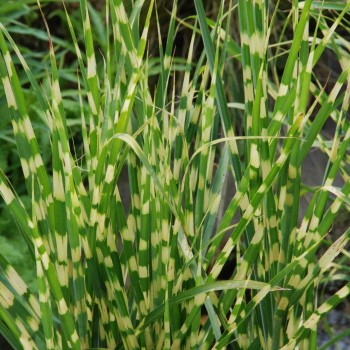 MISCANTHUS sinensis &#039;Gold Bar&#039;