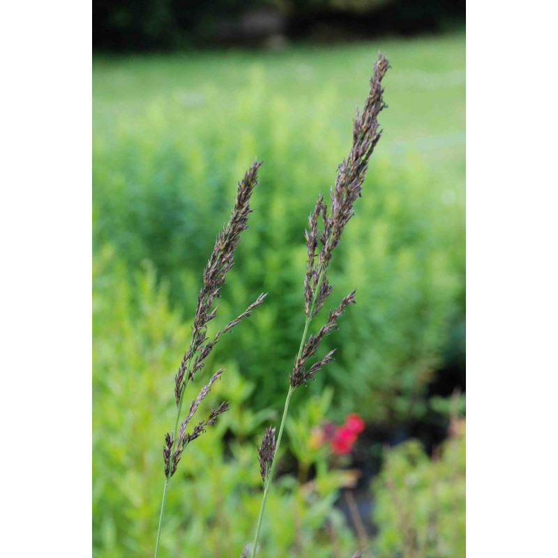 MOLINIA caerulea subsp. arundinacea 'Font&auml;ne'