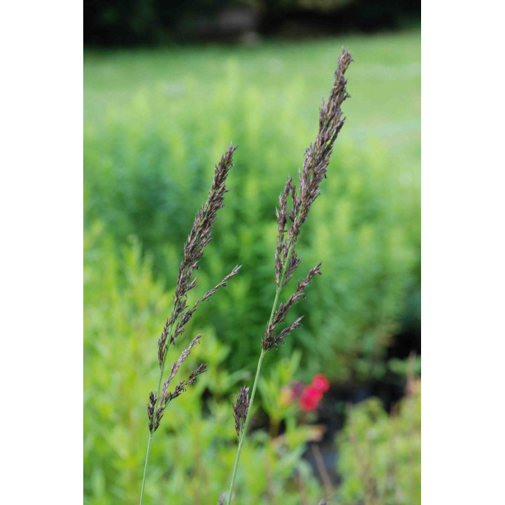 MOLINIA caerulea subsp. arundinacea 'Font&auml;ne'
