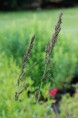 MOLINIA caerulea subsp. arundinacea 'Fontäne'