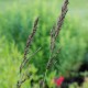 MOLINIA caerulea subsp. arundinacea 'Fontäne'