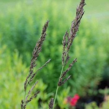 MOLINIA caerulea subsp. arundinacea &#039;Fontäne&#039;