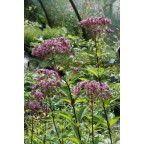 EUPATORIUM purpureum 'Phantom'