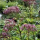 EUPATORIUM purpureum 'Phantom'