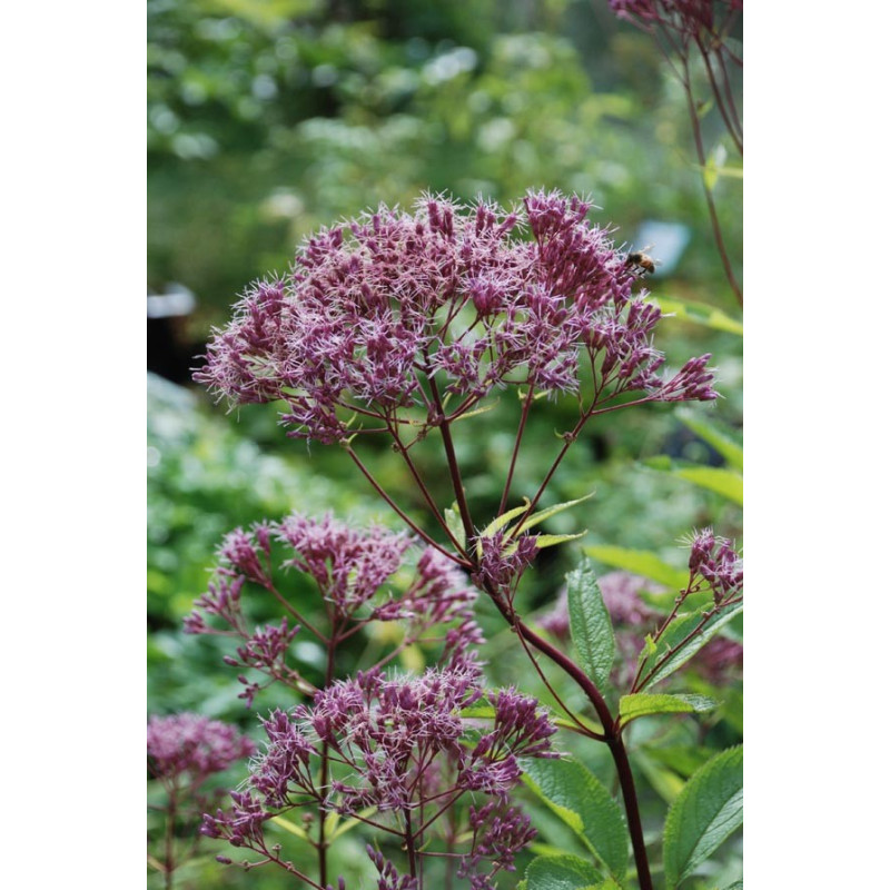 EUPATORIUM purpureum 'Phantom'