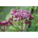 EUPATORIUM purpureum \'Red Dwarf\'