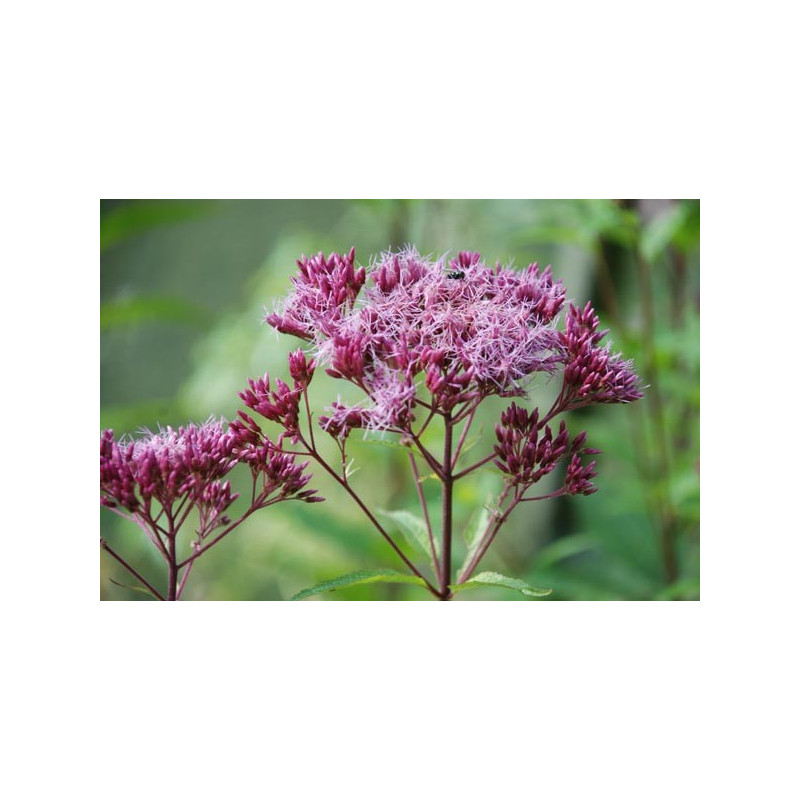 EUPATORIUM purpureum 'Red Dwarf'