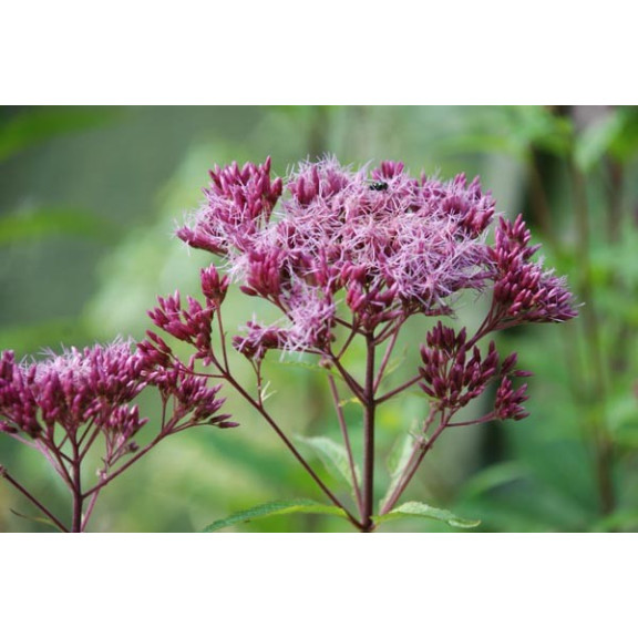 EUPATORIUM purpureum 'Red Dwarf'