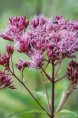 EUPATORIUM purpureum 'Red Dwarf'
