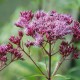 EUPATORIUM purpureum 'Red Dwarf'