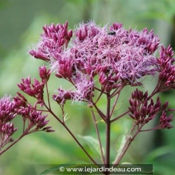 EUPATORIUM purpureum &#039;Red Dwarf&#039;