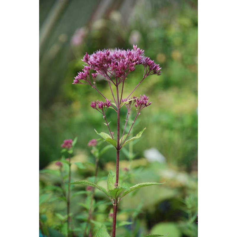 EUPATORIUM purpureum 'Red Dwarf'