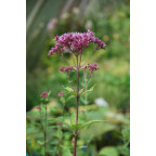 EUPATORIUM purpureum 'Red Dwarf'