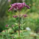 EUPATORIUM purpureum 'Red Dwarf'