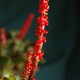 GUNNERA prorepens