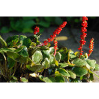 GUNNERA prorepens GUNNERA prorepens