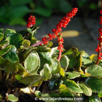 GUNNERA prorepens