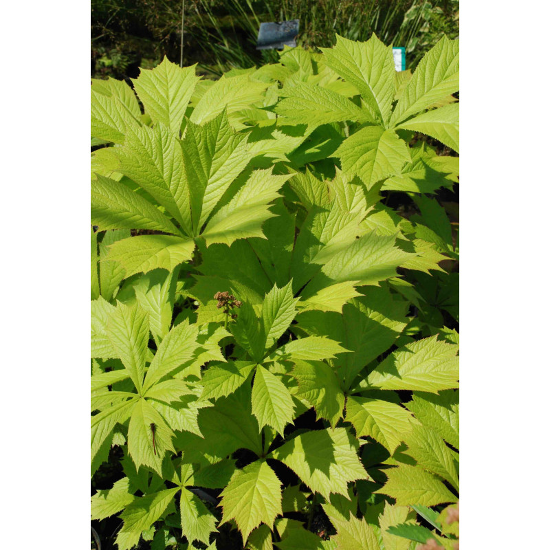 RODGERSIA aesculifolia