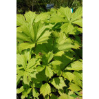 RODGERSIA aesculifolia