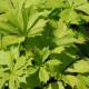 RODGERSIA aesculifolia