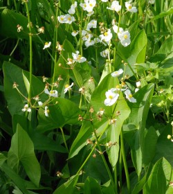 SAGITTARIA latifolia