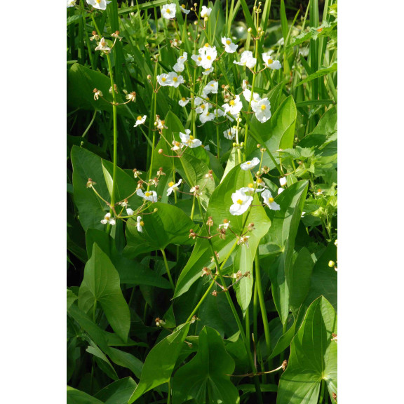 SAGITTARIA latifolia