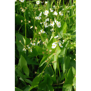 SAGITTARIA latifolia
