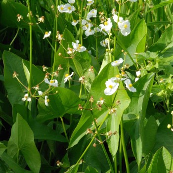 SAGITTARIA latifolia