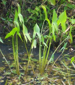 SAGITTARIA latifolia