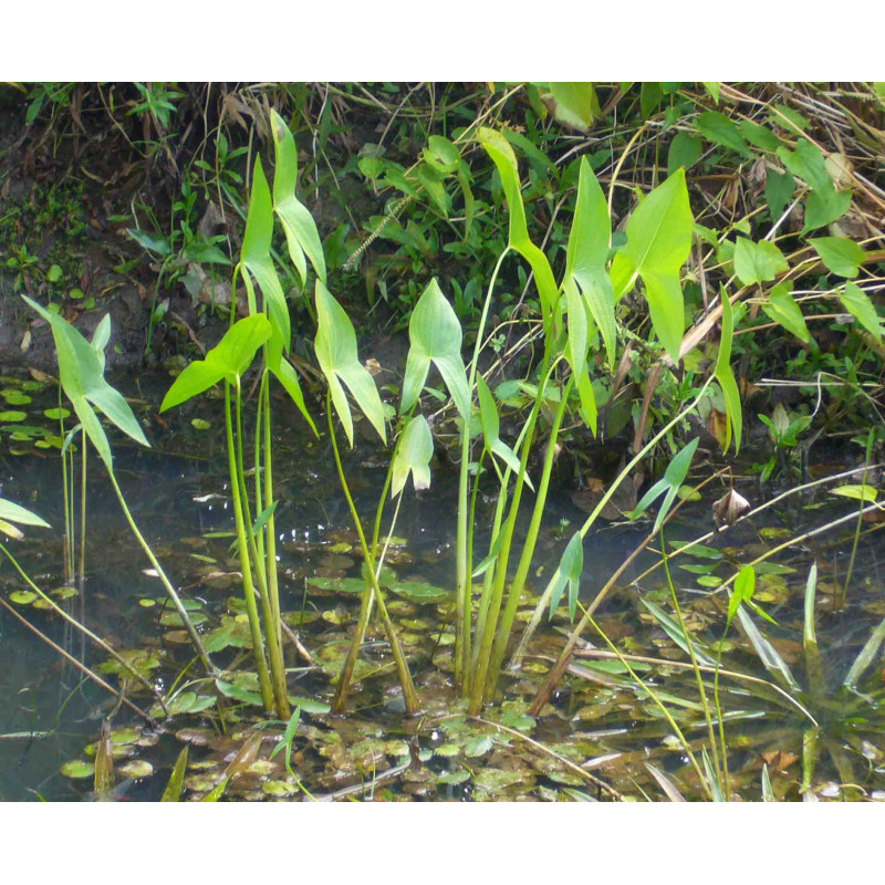 SAGITTARIA latifolia
