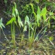 SAGITTARIA latifolia