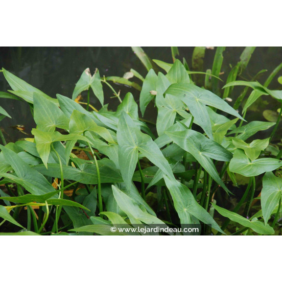 SAGITTARIA sagittifolia