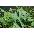 SAGITTARIA sagittifolia