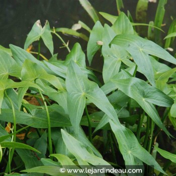 SAGITTARIA sagittifolia