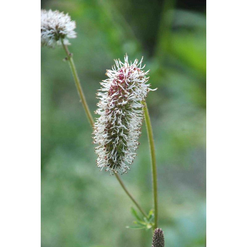 SANGUISORBA armena SANGUISORBA armena