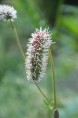 SANGUISORBA armena