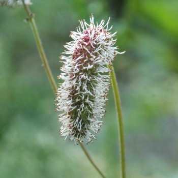 SANGUISORBA armena