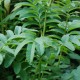 SANGUISORBA armena