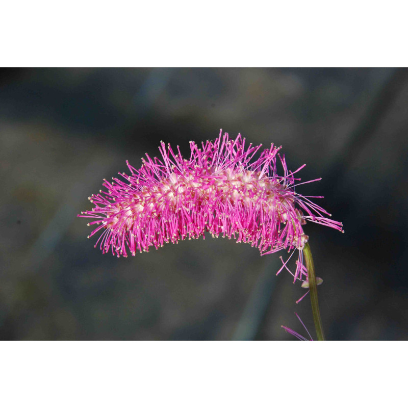 SANGUISORBA obtusa