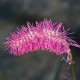 SANGUISORBA obtusa