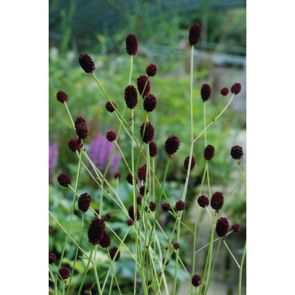 SANGUISORBA officinalis 'Tanna'