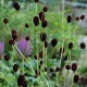 SANGUISORBA officinalis 'Tanna'