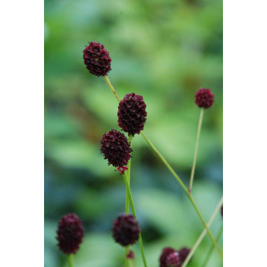 SANGUISORBA officinalis \'Tanna\'