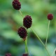 SANGUISORBA officinalis 'Tanna'