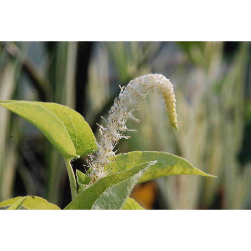 Saururus cernuus Saururus cernuus