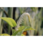 Saururus cernuus Saururus cernuus